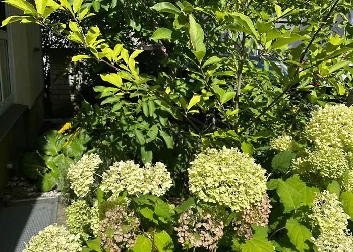 Shumiland In Frankfurt Near Messe, Airport